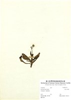 藏品(森氏山柳菊)的圖片